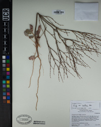 Eriogonum gracile var. incultum image