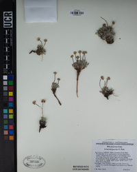 Eriogonum gracilipes image