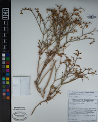 Eriogonum heermannii var. heermannii image