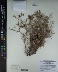 Eriogonum heermannii var. argense image