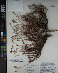 Eriogonum microthecum var. lacus-ursi image