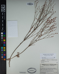 Eriogonum molestum image