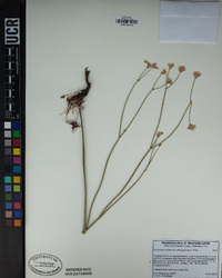 Eriogonum nudum image