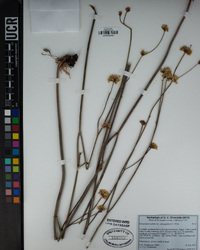Eriogonum nudum var. oblongifolium image