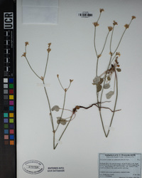 Eriogonum nudum var. deductum image