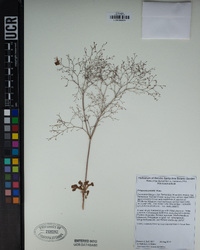 Eriogonum parishii image