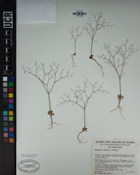 Eriogonum parishii image