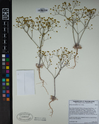 Eriogonum pusillum image