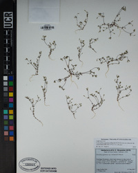 Leptosiphon pygmaeus subsp. continentalis image