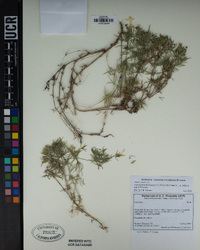 Leptosiphon floribundus image