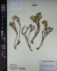 Phlox diffusa image