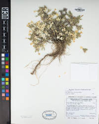 Phlox diffusa image