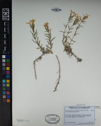 Phlox stansburyi subsp. stansburyi image