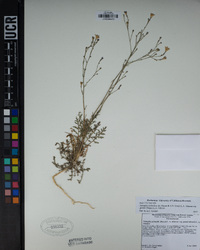 Saltugilia splendens image