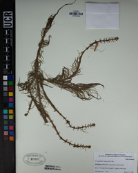 Myriophyllum hippuroides image