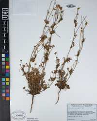 Erodium brachycarpum image