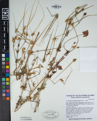 Erodium brachycarpum image