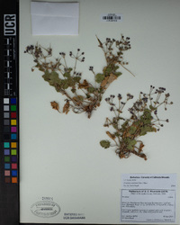 Image of Erodium trifolium