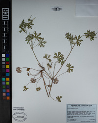 Geranium bicknellii image