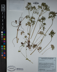 Geranium dissectum image