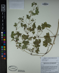 Geranium rotundifolium image