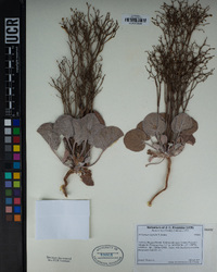 Eriogonum rixfordii image