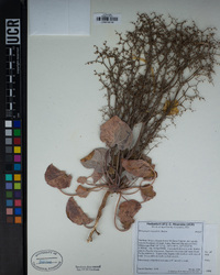 Eriogonum rixfordii image