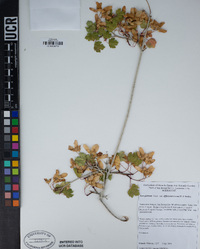 Acer glabrum var. diffusum image