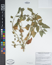 Tetragonia tetragonoides image