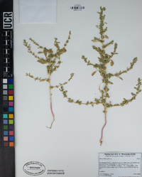 Amaranthus albus image