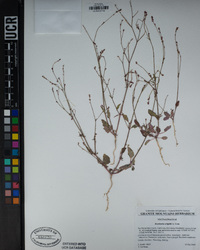Boerhavia wrightii image
