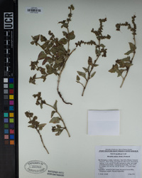 Mirabilis albida image