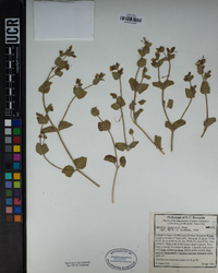 Mirabilis laevis var. villosa image