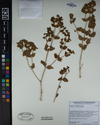 Mirabilis laevis image