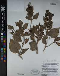 Mirabilis multiflora var. pubescens image