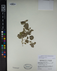 Mirabilis albida image