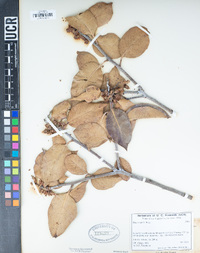 Rhus ovata image