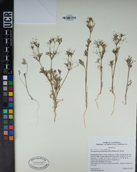 Apiastrum angustifolium image