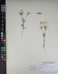 Apiastrum angustifolium image