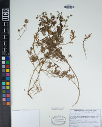 Fumaria officinalis image