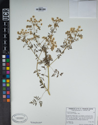 Conium maculatum image