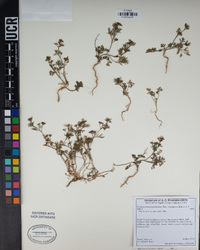 Cyclospermum leptophyllum image