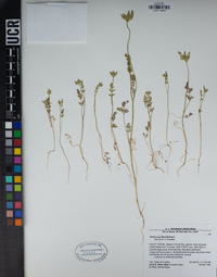 Daucus pusillus image