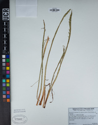 Eryngium aristulatum image