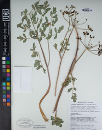 Lomatium californicum image