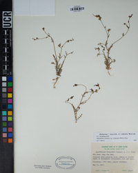 Allophyllum gilioides image