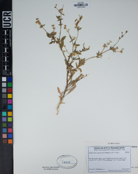 Allophyllum integrifolium image