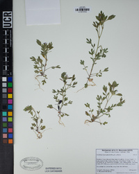 Collomia heterophylla image