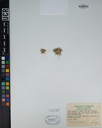 Collomia linearis image