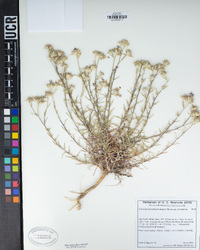 Eriastrum densifolium subsp. densifolium image